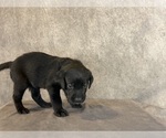 Small #8 Labrador Retriever