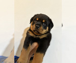 Puppy Puppy 2 Rottweiler