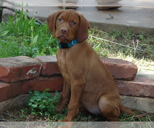 Vizsla Puppy for Sale in AMORITA, Oklahoma USA