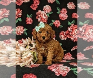 Poodle (Miniature) Puppy for Sale in LEOLA, Pennsylvania USA