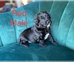 Small Photo #2 Aussiedoodle Miniature  Puppy For Sale in PURDON, TX, USA