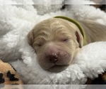 Small #2 Goldendoodle