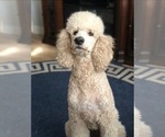 Small Photo #1 Poodle (Standard) Puppy For Sale in MODESTO, CA, USA