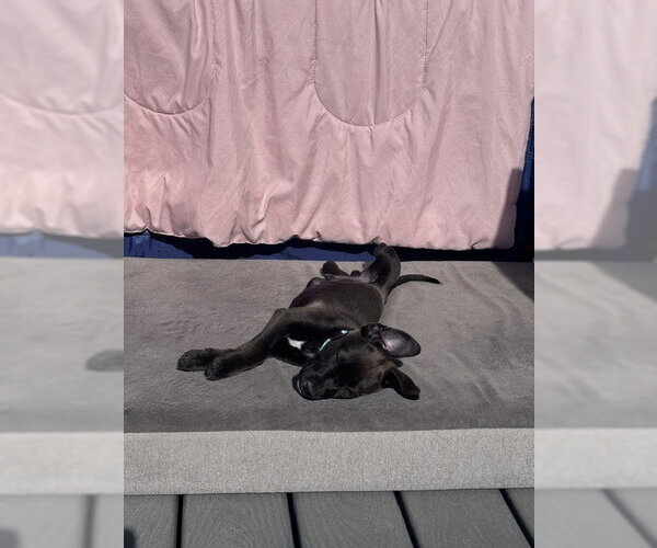 Medium Photo #5 Mutt Puppy For Sale in Sandy, UT, USA