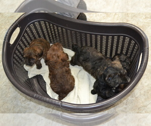 YorkiePoo Litter for sale in GREENWOOD, WI, USA