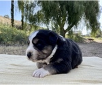 Small Photo #3 Australian Shepherd Puppy For Sale in ACTON, CA, USA