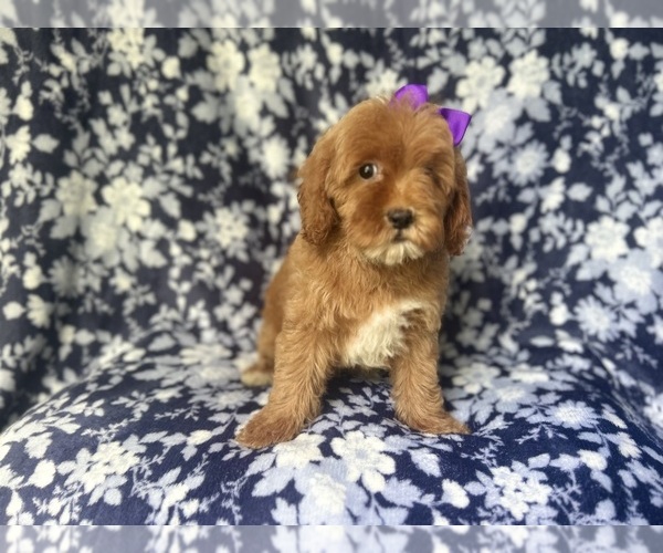 Medium Photo #6 Cock-A-Poo Puppy For Sale in LAKELAND, FL, USA