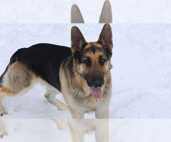 Medium Photo #21 German Shepherd Dog Puppy For Sale in Sebec, ME, USA