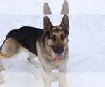 Small #20 German Shepherd Dog