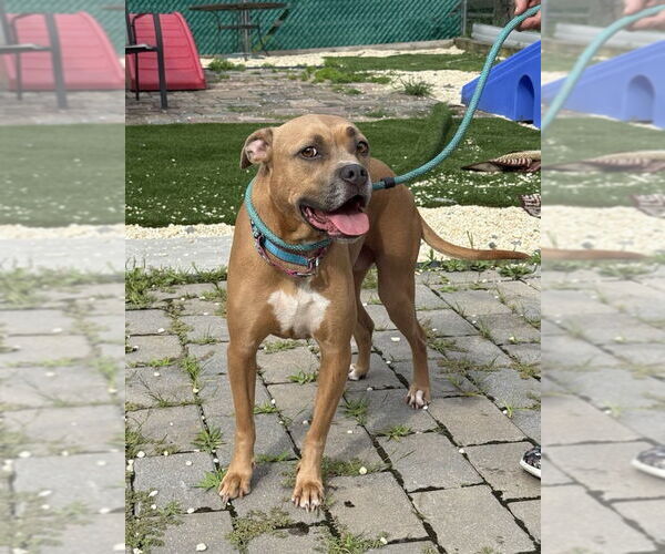 Medium Photo #3 Bullboxer Pit Puppy For Sale in Spring Lake, NJ, USA