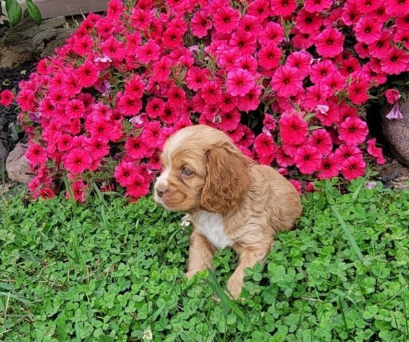 Medium Photo #3 Cocker Spaniel Puppy For Sale in WITHEE, WI, USA