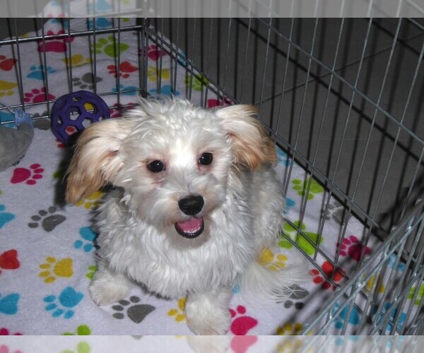 Medium Photo #3 Havanese Puppy For Sale in ORO VALLEY, AZ, USA