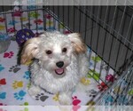 Small #2 Havanese