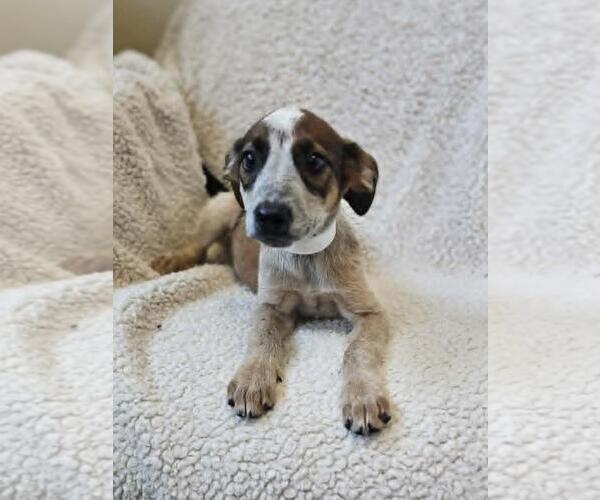Medium Photo #8 Black Mouth Cur-Unknown Mix Puppy For Sale in Rockwall, TX, USA