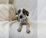 Small #7 Black Mouth Cur Mix