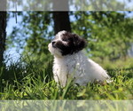 Small Photo #4 Havachon Puppy For Sale in HOUSTON, TX, USA