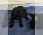 Small Photo #8 Labrador Retriever Puppy For Sale in LEMON GROVE, CA, USA