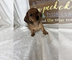 Daisey - Female Dachshund Puppy for Sale - Photo #6