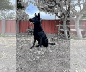 German Shepherd Dog Puppy for sale in HAYWARD, CA, USA