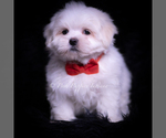 Puppy Zippy Maltese