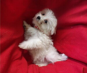 Medium Maltese
