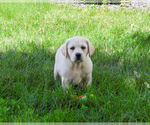 Small #9 Labrador Retriever