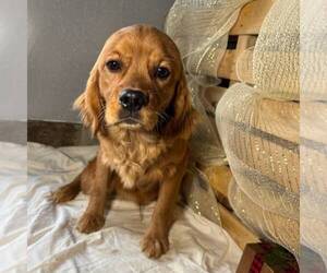 Golden Cavalier Puppy for sale in TUSCOLA, IL, USA