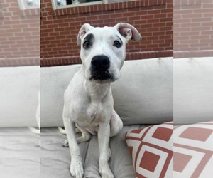 Boxer-Unknown Mix Dogs for adoption in Germantown, OH, USA