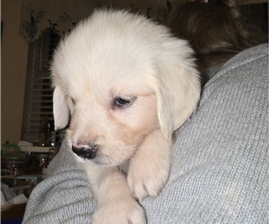 Medium English Cream Golden Retriever