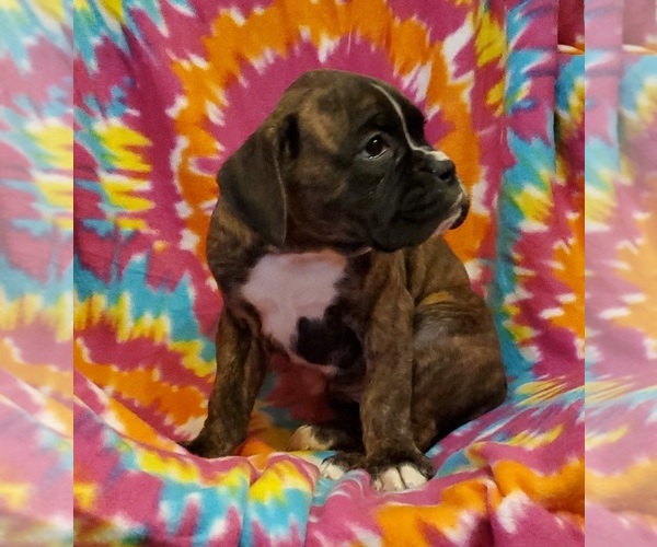 Medium Photo #1 Boxer Puppy For Sale in PINE CITY, MN, USA