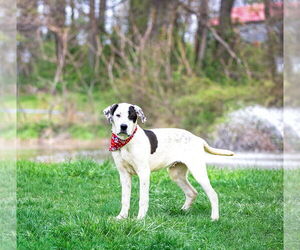 Labrenees Dogs for adoption in Unionville, PA, USA
