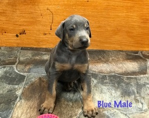 Doberman Pinscher Puppy for sale in HAYESVILLE, NC, USA