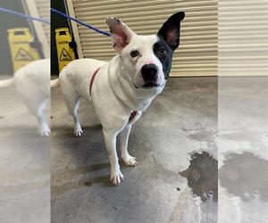 Labrador Retriever-Unknown Mix Dogs for adoption in Waco, TX, USA