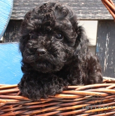 Medium Poodle (Toy)