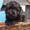 Small Photo #1 Poodle (Toy) Puppy For Sale in GAP, PA, USA