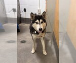 Small Siberian Husky