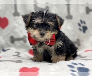 YorkiePoo Dog for Adoption in LAKELAND, Florida USA