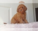 Small Cocker Spaniel-Poodle (Miniature) Mix