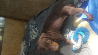 Doberman Pinscher Puppy for sale in ASHVILLE, NY, USA