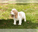 Small Photo #3 Cocker Spaniel Puppy For Sale in NAPPANEE, IN, USA