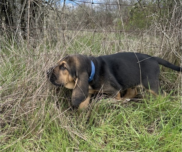 Medium Photo #1 Bloodhound Puppy For Sale in SWEET HOME, OR, USA