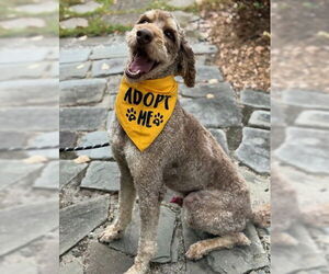 Mutt Dogs for adoption in Warrenton, VA, USA