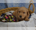 Small #1 Golden Retriever