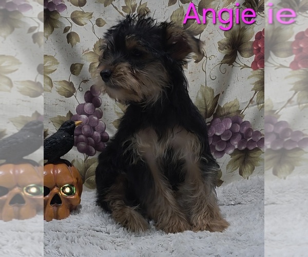 Medium Photo #2 Yorkshire Terrier Puppy For Sale in AZLE, TX, USA