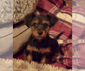 Dorkie Puppy for sale in FLINT, MI, USA
