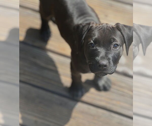 Medium Photo #1 Labrador Retriever-Unknown Mix Puppy For Sale in Dana Point, CA, USA