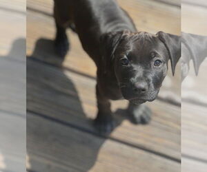 Labrador Retriever-Unknown Mix Dogs for adoption in Dana Point, CA, USA