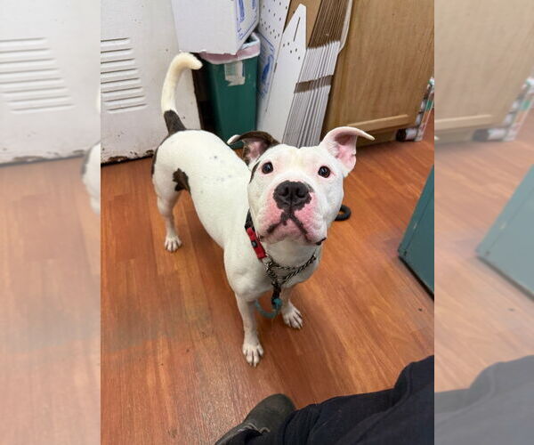 Medium Photo #5 American Staffordshire Terrier-Unknown Mix Puppy For Sale in Richmond, IN, USA