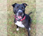 Small #2 American Pit Bull Terrier