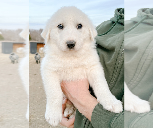 Medium Photo #1 Great Pyrenees Puppy For Sale in MORRIS, OK, USA